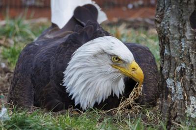 Murphy, a beloved bald eagle who became a foster dad, dies following violent storms in Missouri