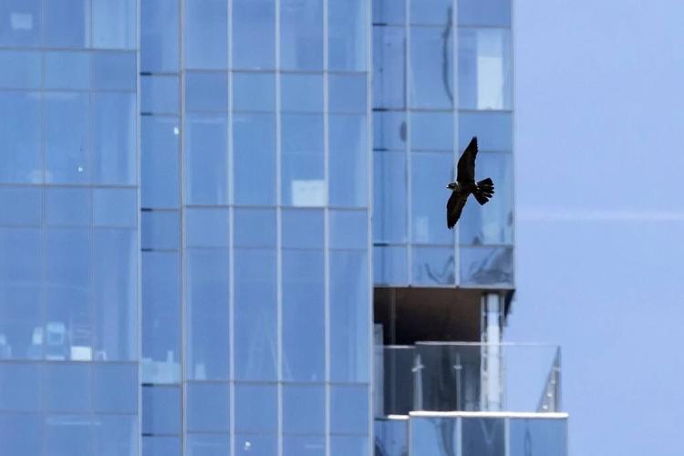Peregrine falcons protecting chicks and dive-bombing Chicago pedestrians
