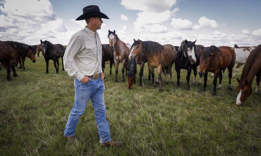 'Bred to buck': Stampede Ranch responsible for generations of bucking horses
