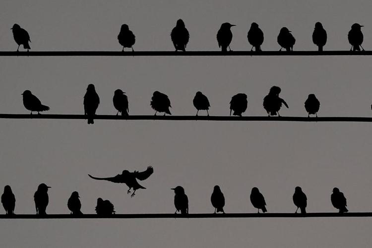 Outside lights are deadly to birds, especially this time of year