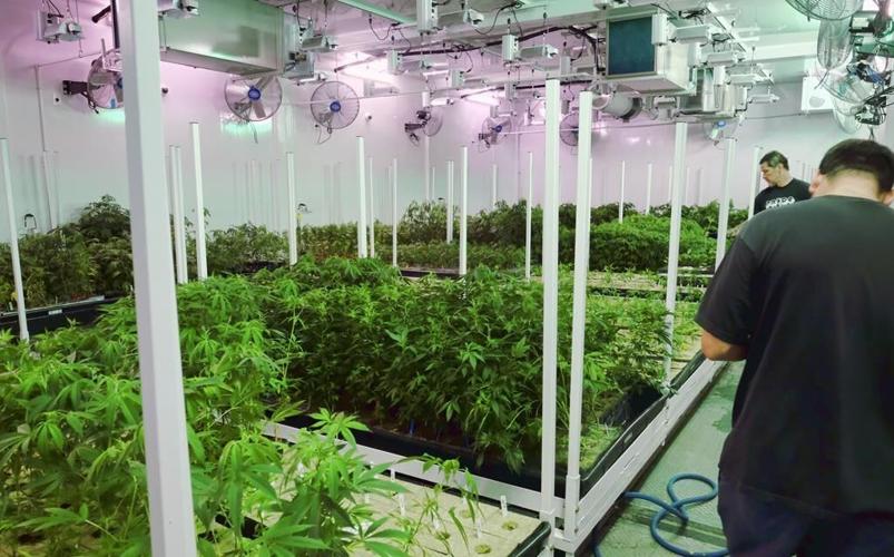 4/20 grew from humble roots to marijuana's high holiday