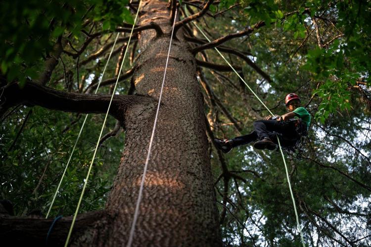 Take a bough: Climbing takes relationship with B.C.'s trees to the next level
