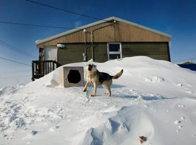 La population grandissante de chiens errants pose problème dans ceraines communautés