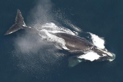 Biden administration withdraws rules to save endangered whales from collisions