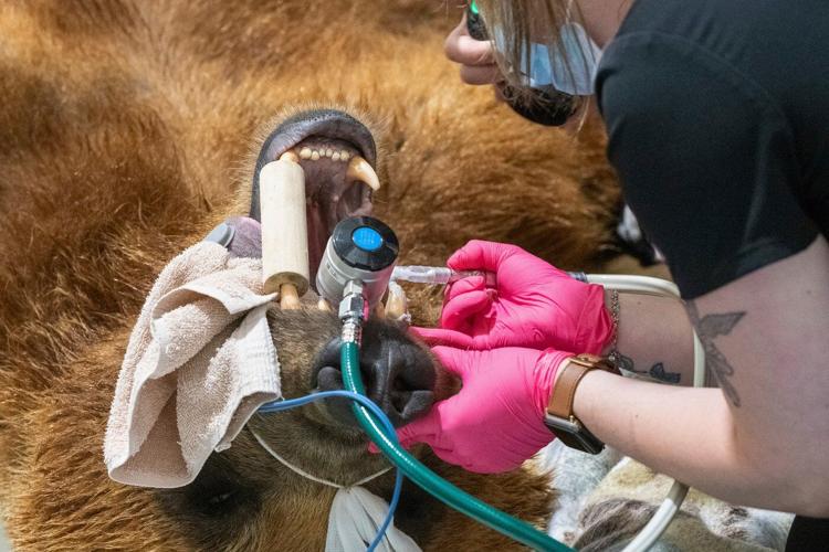 An Alaska brown bear has a new shiny smile after getting a huge metal crown for a canine tooth