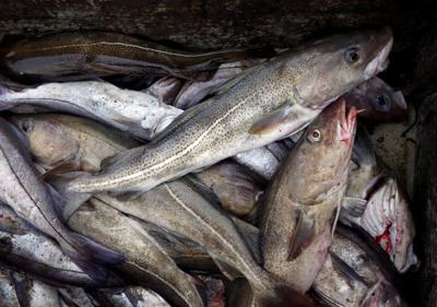 Environment commissioner warns Canada failing to protect commercially valuable fish