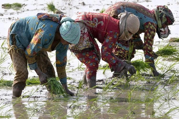 El Nino is threatening rice crops while grain supplies already are squeezed by the war in Ukraine