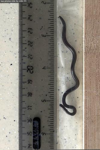 Scientists in Barbados overturn hundreds of rocks to rediscover world's smallest-known snake