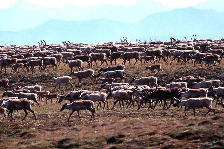 Biden administration cancels remaining oil and gas leases in Alaska's Arctic Refuge
