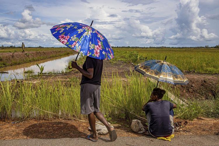 World's largest deforestation project fells forests for bioethanol fuel, sugar and rice in Indonesia