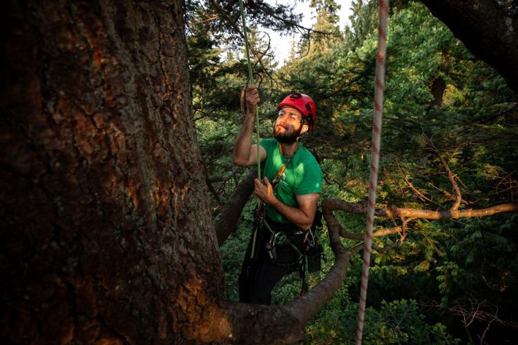 Take a bough: Climbing takes relationship with B.C.'s trees to the next level