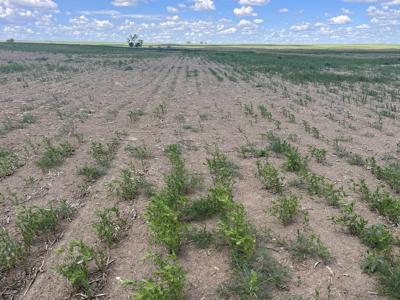 'Everything is dying': Prairie farmers, crops struggling with yearly droughts