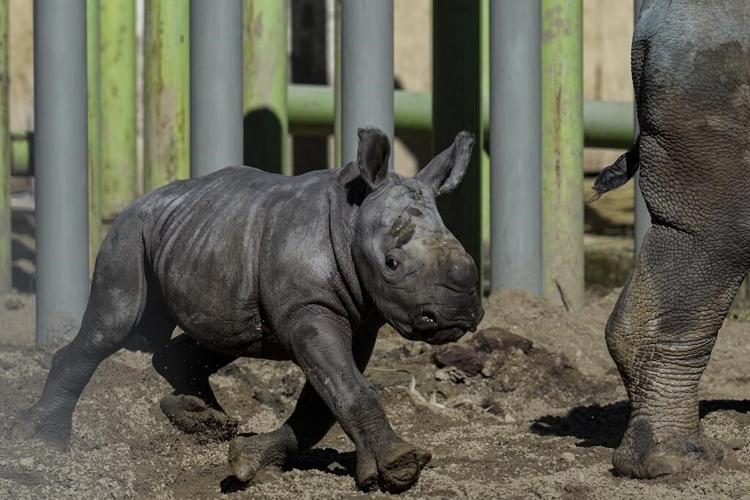 A white rhino is born in a Chilean zoo, boosting the near-endangered species
