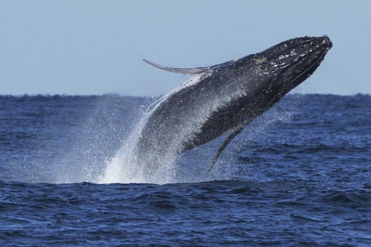 Commuter traffic stops for whales on Australia's humpback highway