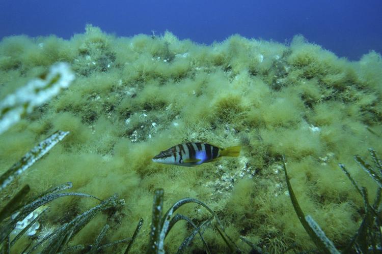 High Seas Treaty gains momentum as 18 new countries pledge support