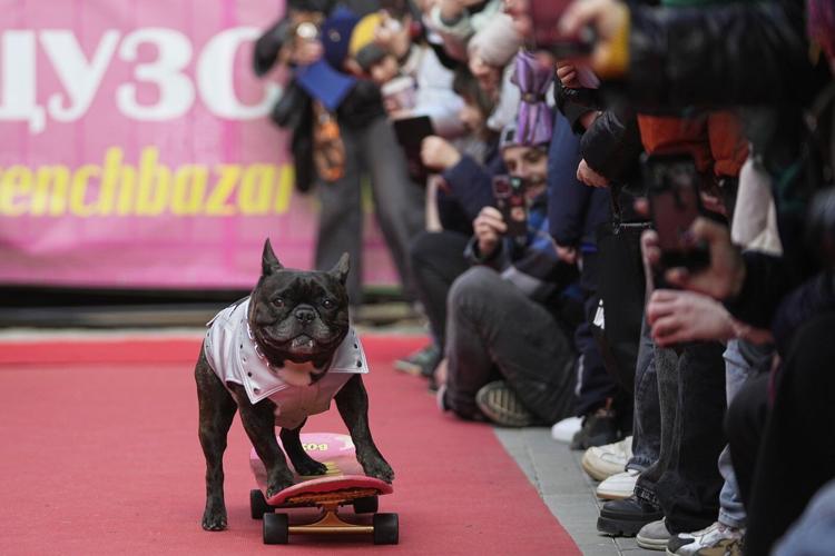 PHOTO COLLECTION: Russia French Bulldogs Parade