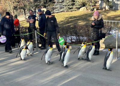 Slow and steady: Calgary Zoo marking 14 years of King penguin walk