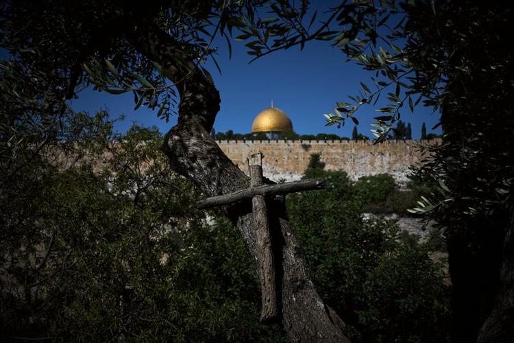 Photos show monks and nuns harvesting olives on the Holy Land’s Mount of Olives