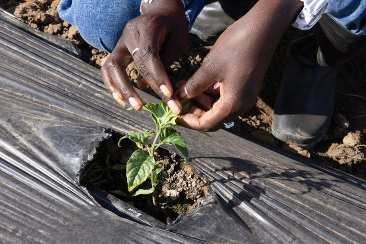 Some West African farmers turn to TikTok as part of agriculture's changing image