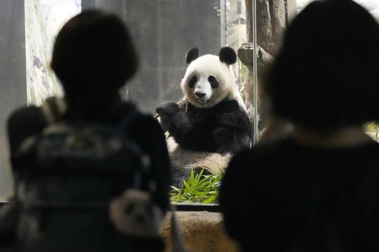 Japanese fans bid farewell to beloved panda pair before their return to China