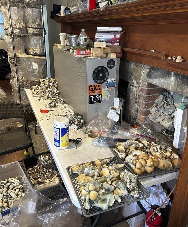 Millions of dollars of psychedelic mushrooms seized in a Connecticut