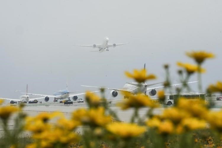 Will there be a 'superbloom' this year in California? Here's what to know