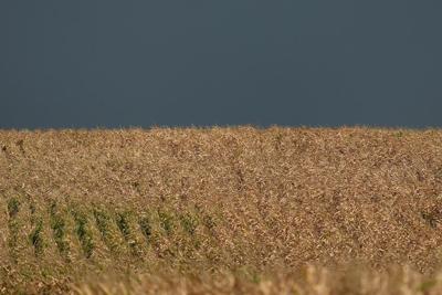 Sweaty corn is making it even more humid