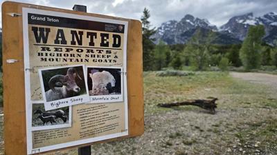 Wanted: The Teton Range’s few remaining mountain goats