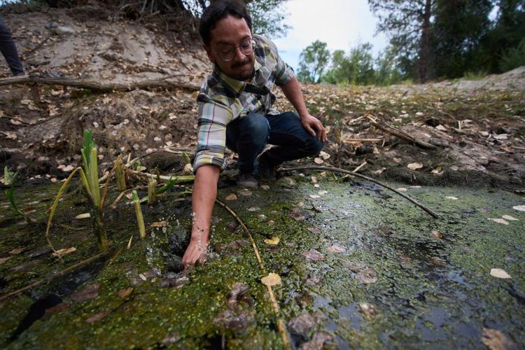 The call of a native frog is heard again in Southern California thanks to help from Mexico and AI