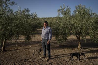 Drought tests resilience of Spain's olive groves and farmers