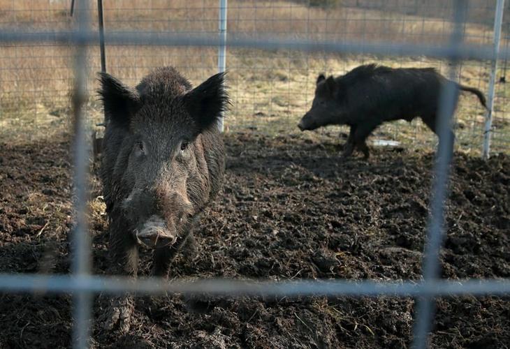 Feral hog control: 8 years, some progress, $2.5B damage/year