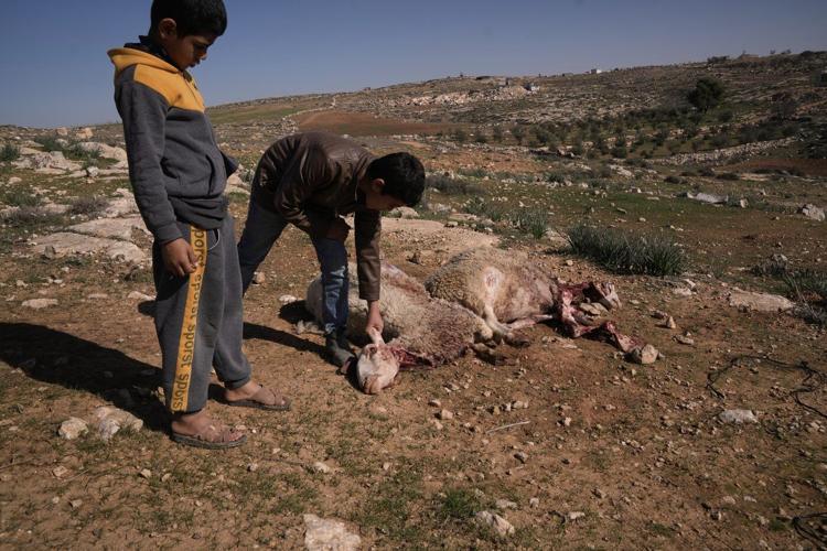 Israeli settlers forcibly enter Palestinian home and kill sheep in latest West Bank attack