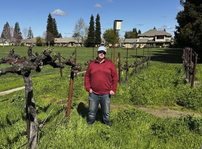 California's wine industry leery of tariffs, but some growers hope they help