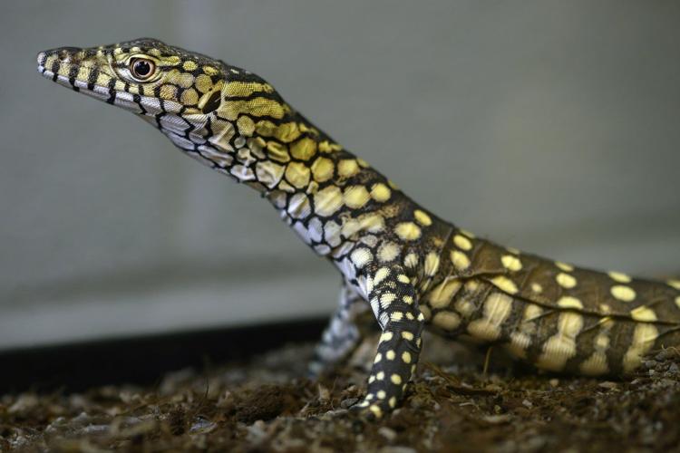 LA Zoo hatches first-ever perentie lizards, one of largest lizard species in the world