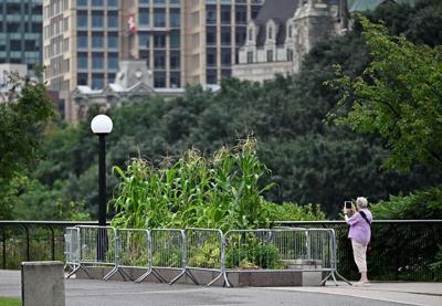 La CCN demande à la population de ne pas bouffer ses légumes