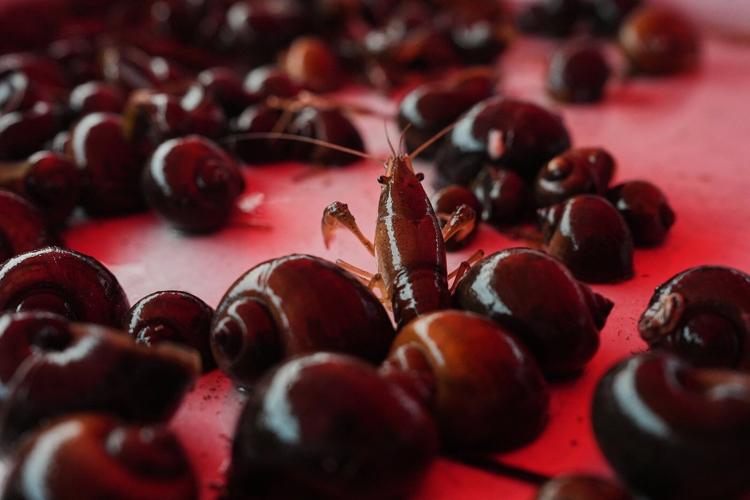 Giant snails and tiny insects threaten the South's rice and crawfish farms