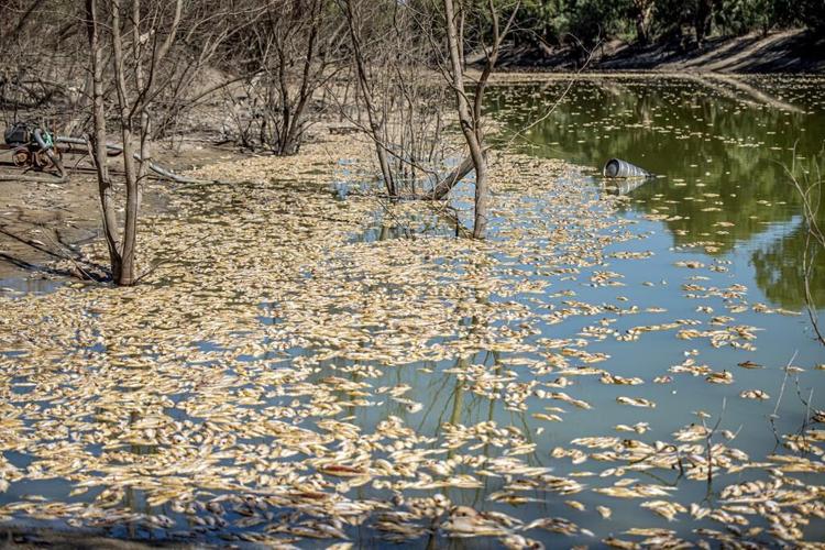 Millions of rotting fish to be removed from Outback river