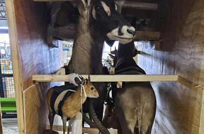 Police and customs seize live animals, horns and ivory in global wildlife trafficking operation