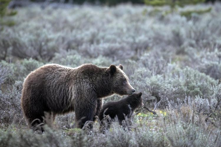 Member of beloved grizzly bear family hit and killed in Wyoming's Grand Teton ��ɫtv Park