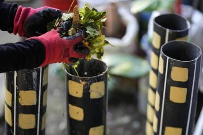 Waste pickers collect food waste, help combat climate change