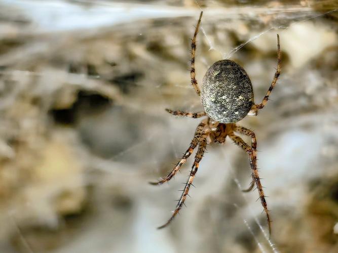 Arachnid super-web reveals the surprising 'constant party' life of cohabiting spiders