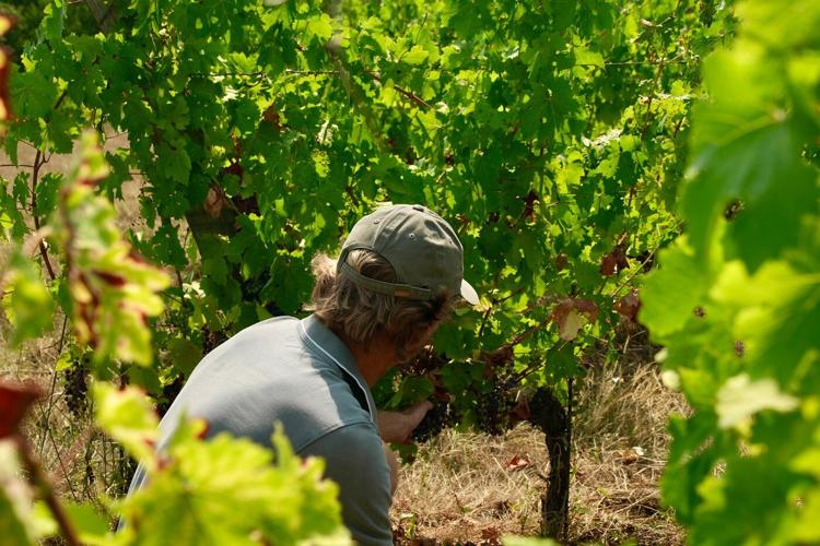 Wildfires near Bordeaux bring more troubles to France's wine industry