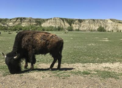 Theodore Roosevelt ɫtv Park to reduce bison herd from 700 to 400 animals