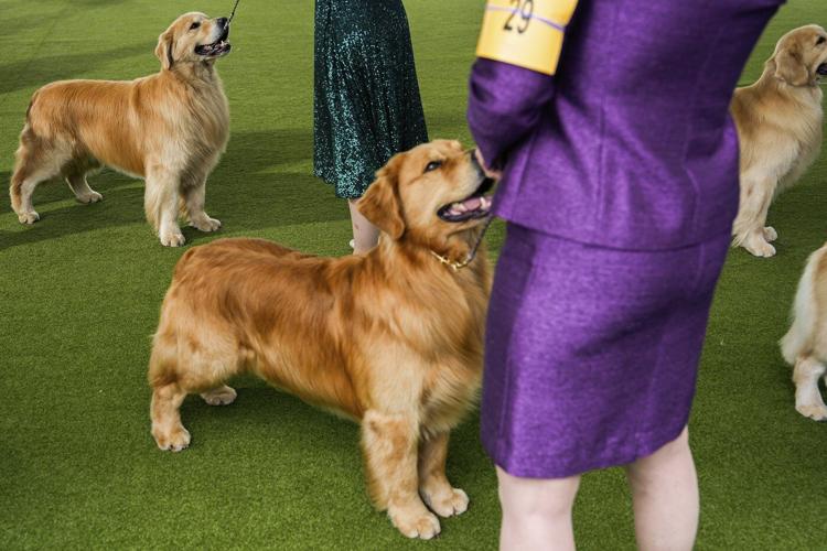 French bulldog is still top US breed, but is another gaining momentum? Of corso