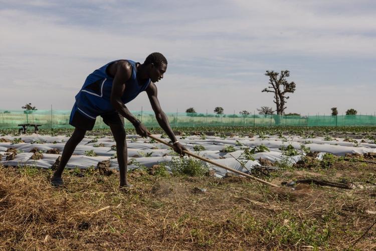 Some West African farmers turn to TikTok as part of agriculture's changing image
