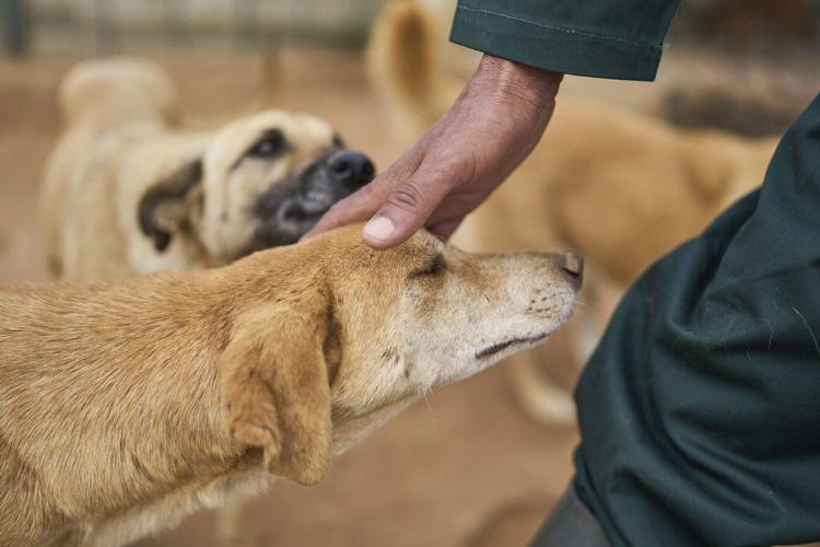 Morocco unveils policies it hopes bolster the care and management of stray dogs