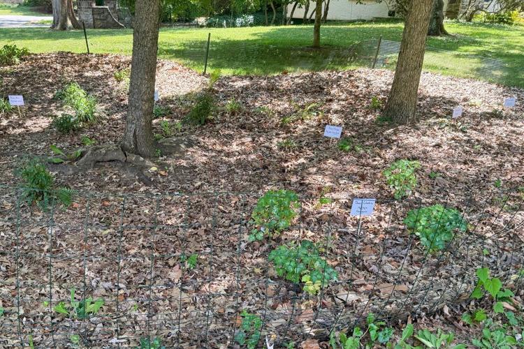 Give caterpillars a 'soft landing' under your trees. The ecosystem will thank you