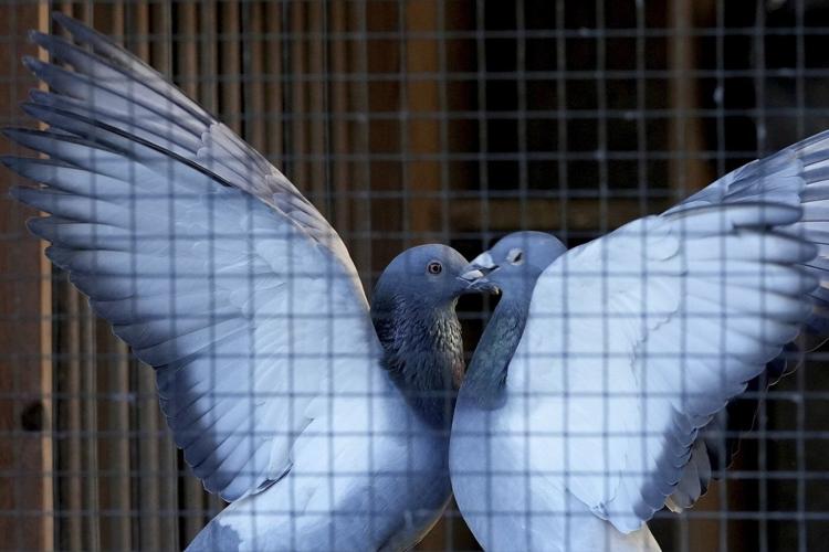 Belgium's pastoral pastime of pigeon racing faces high anxiety over crime wave