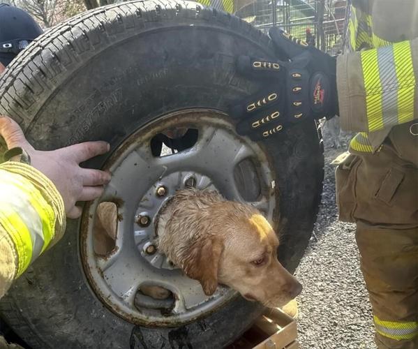 Firefighters in New Jersey come to the rescue of a yellow Labrador stuck in a spare tire