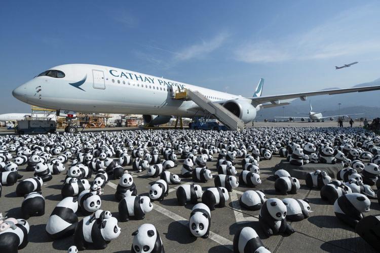 PHOTO COLLECTION: Hong Kong Panda
